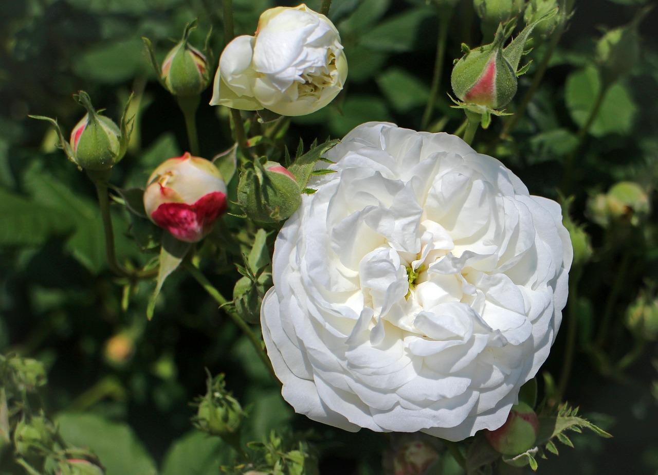 rose white blossom free photo