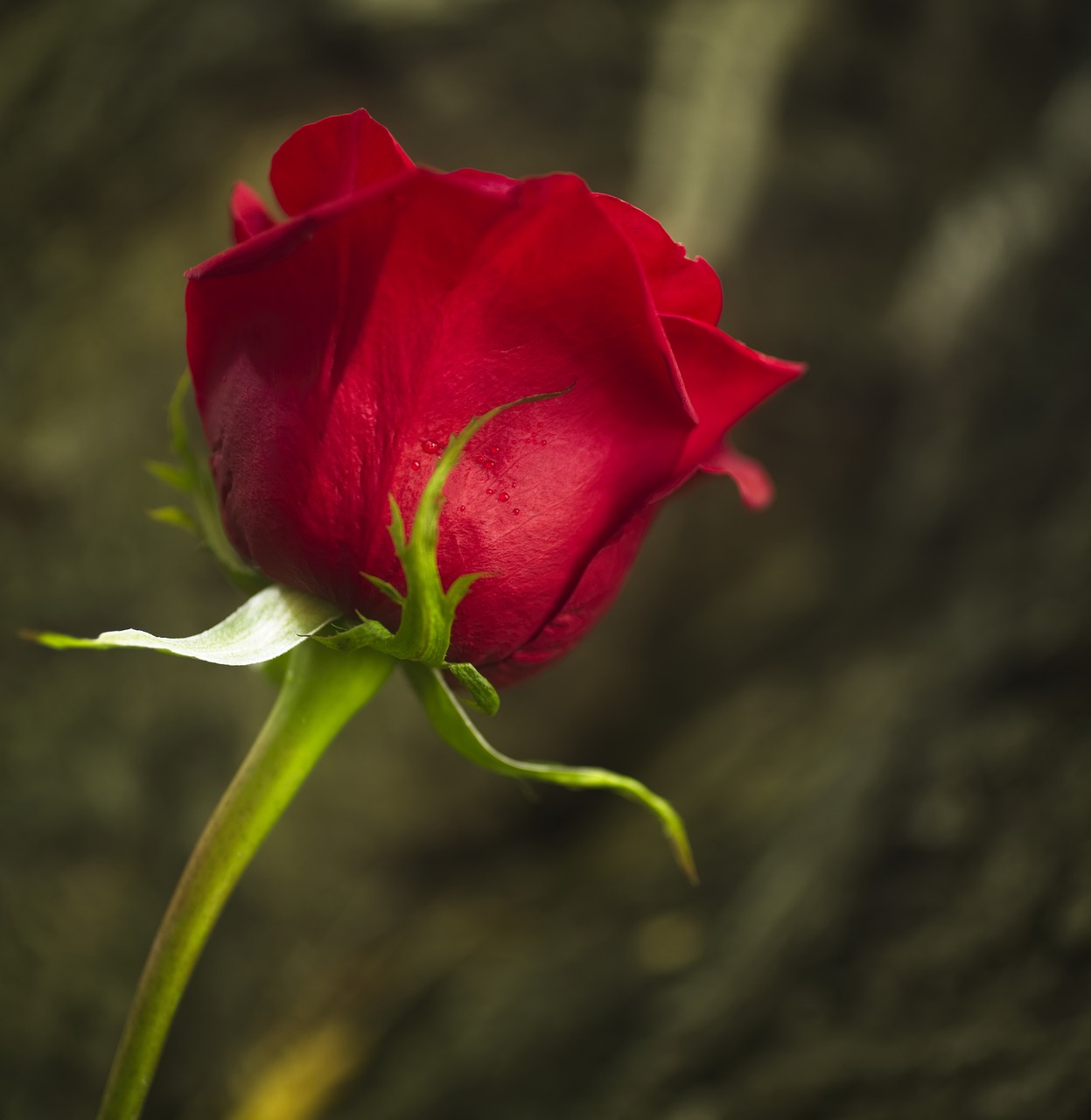 rose  flower  red free photo