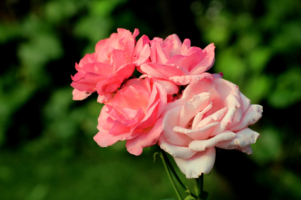 rose  bush  flower free photo