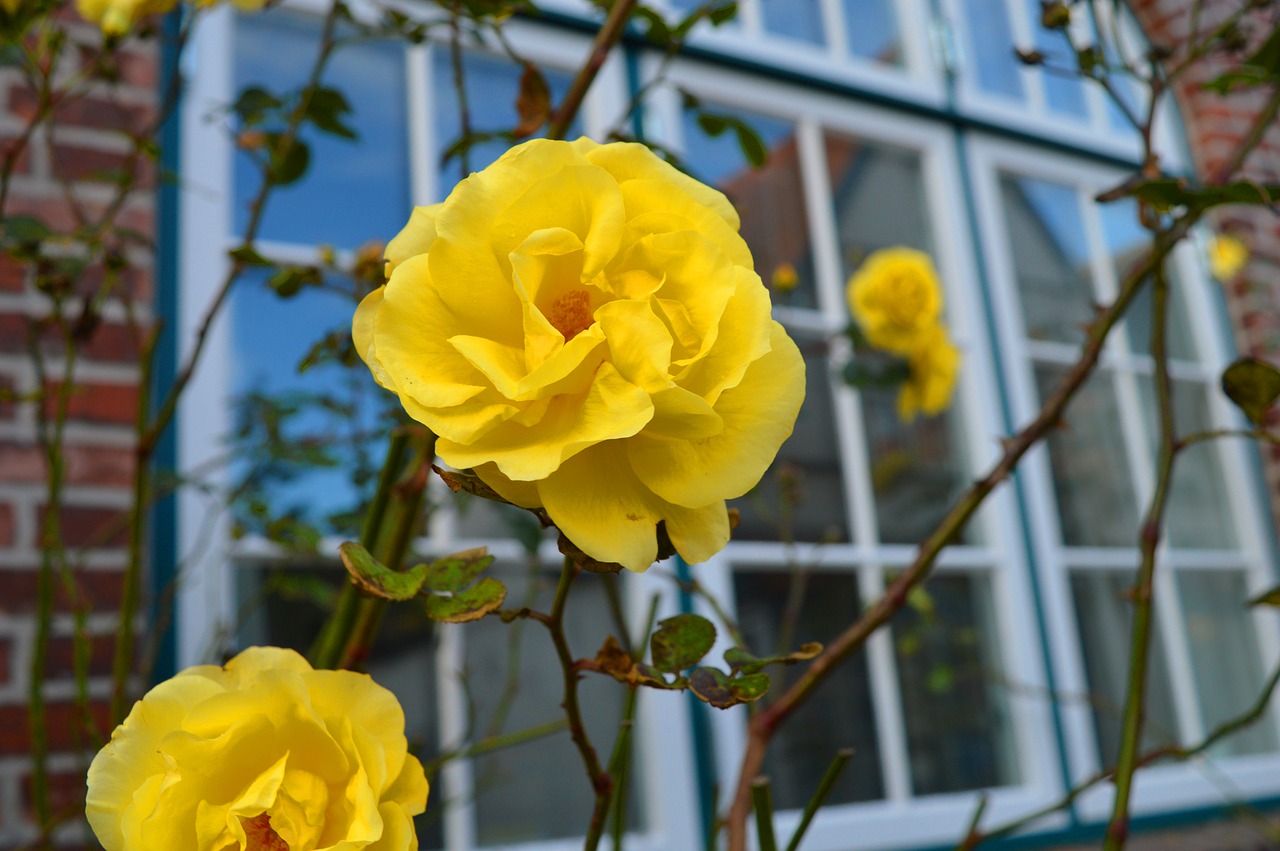 rose  yellow  window free photo