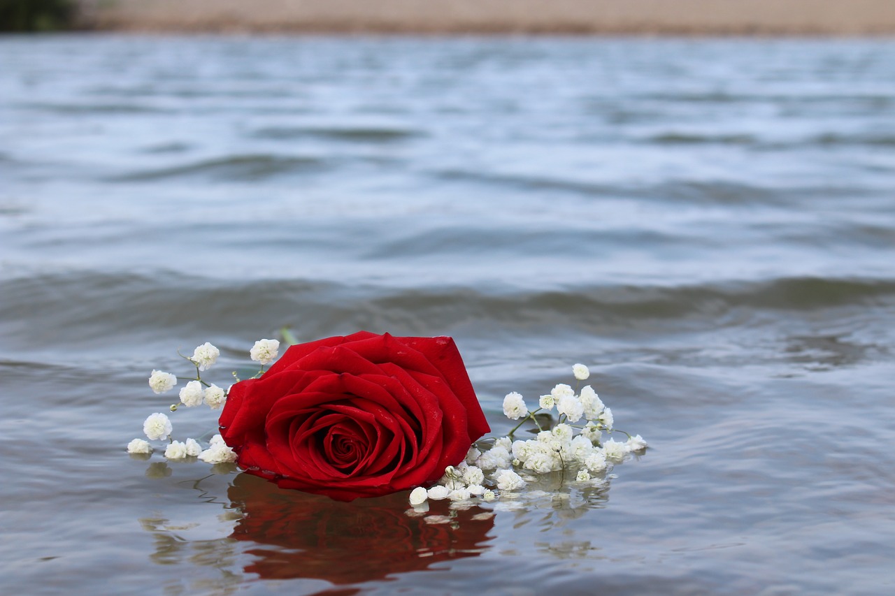 rose  red  beach free photo