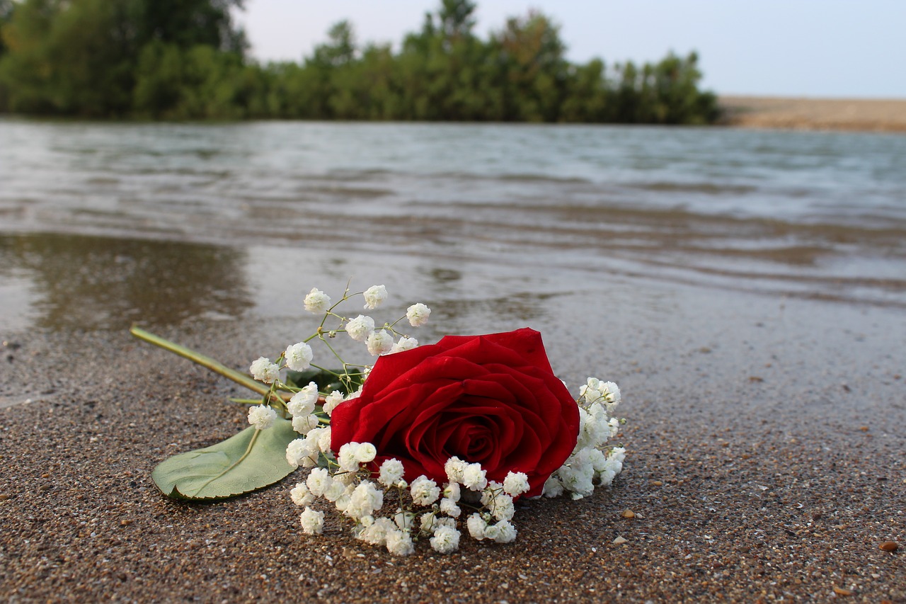 rose  red  beach free photo