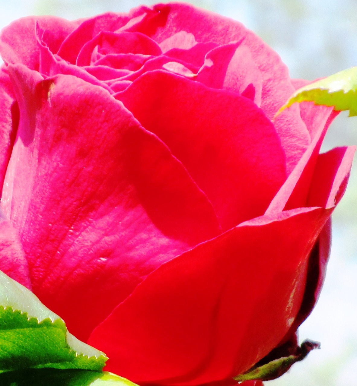 rose red blossom free photo