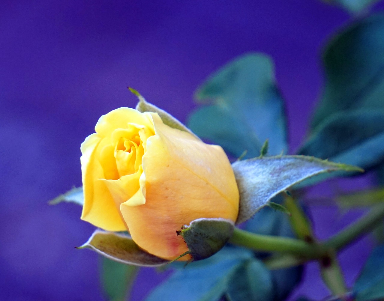 rose  yellow  blossom free photo