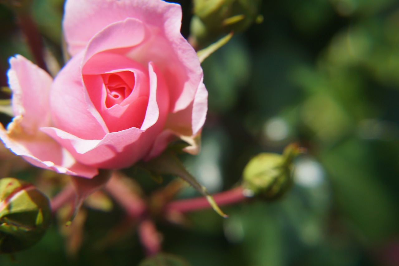 rose  pink  flower free photo