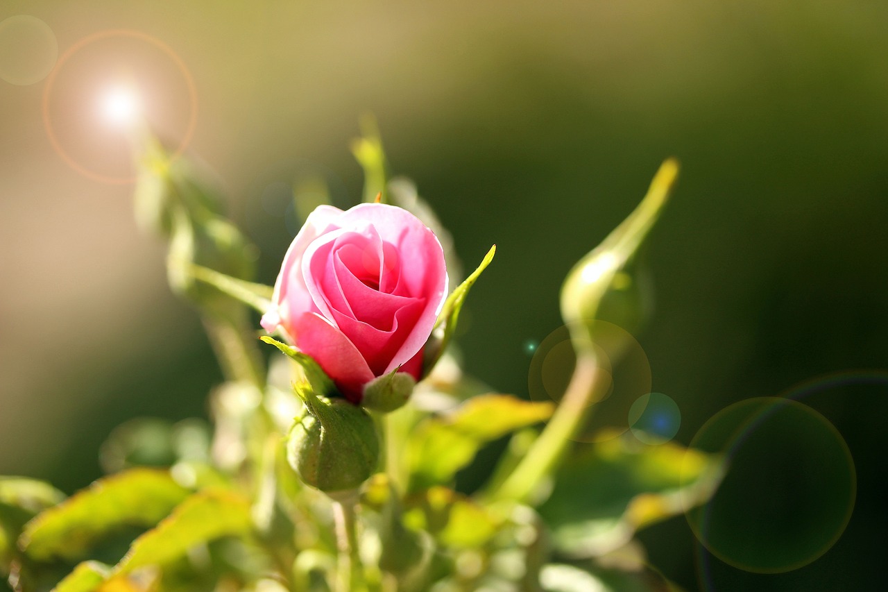 rose  pink  flower free photo