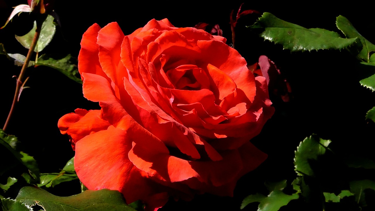 rose red roses free photo