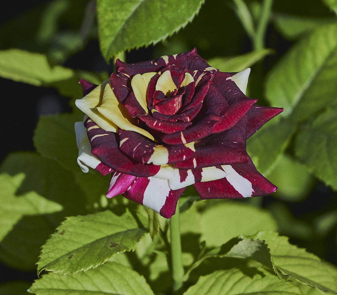 rose  green  flower free photo