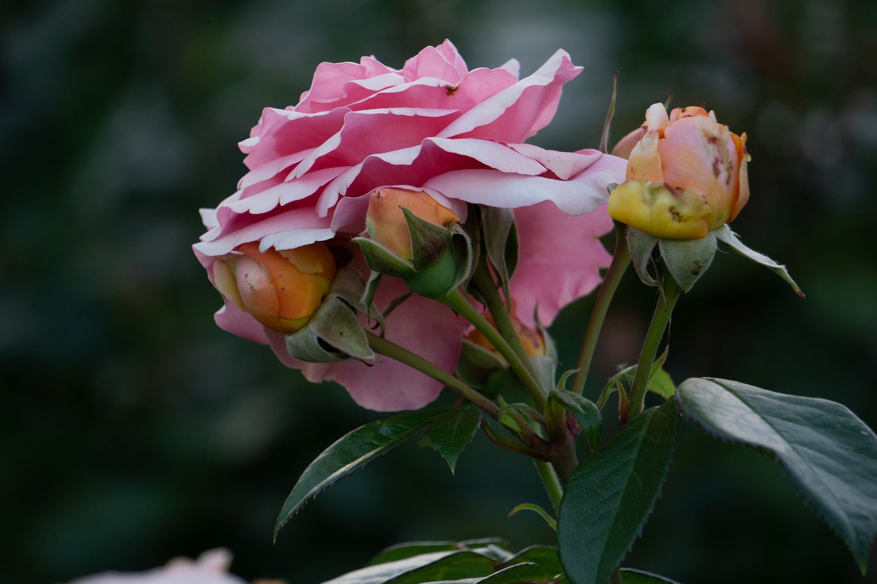 rose  rosebud  bloom free photo