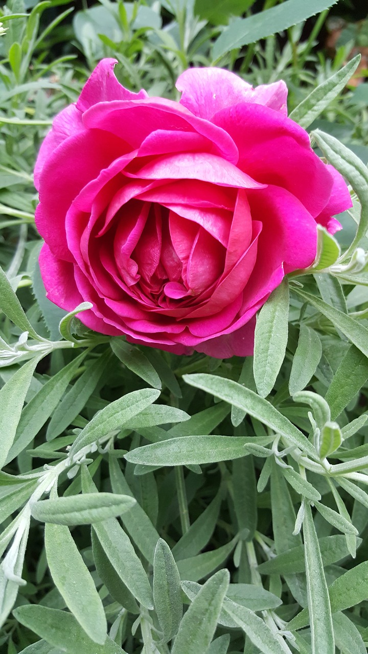 rose  pink  bloom free photo