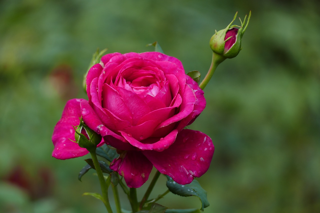 rose  bud  blossom free photo