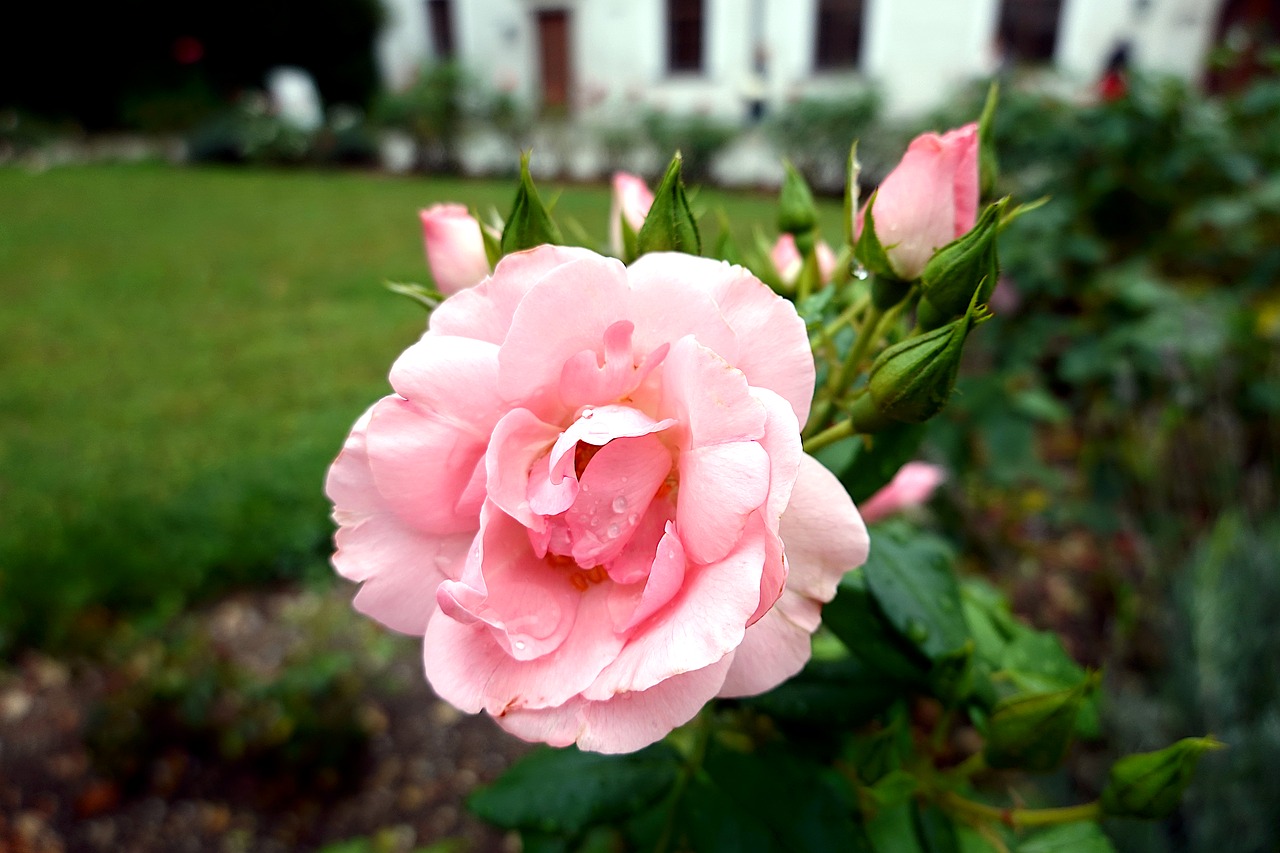 rose  pink  flower free photo