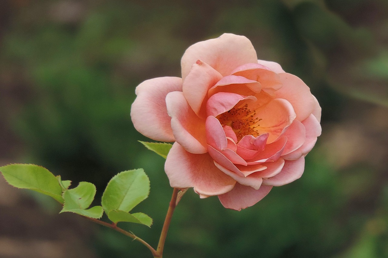 rose  salmon  blossom free photo