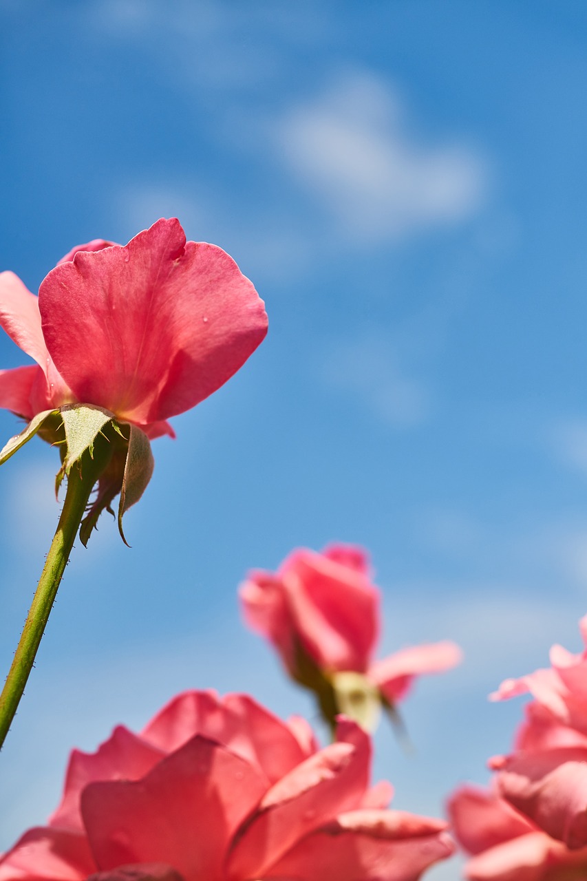 rose  flower  pink free photo