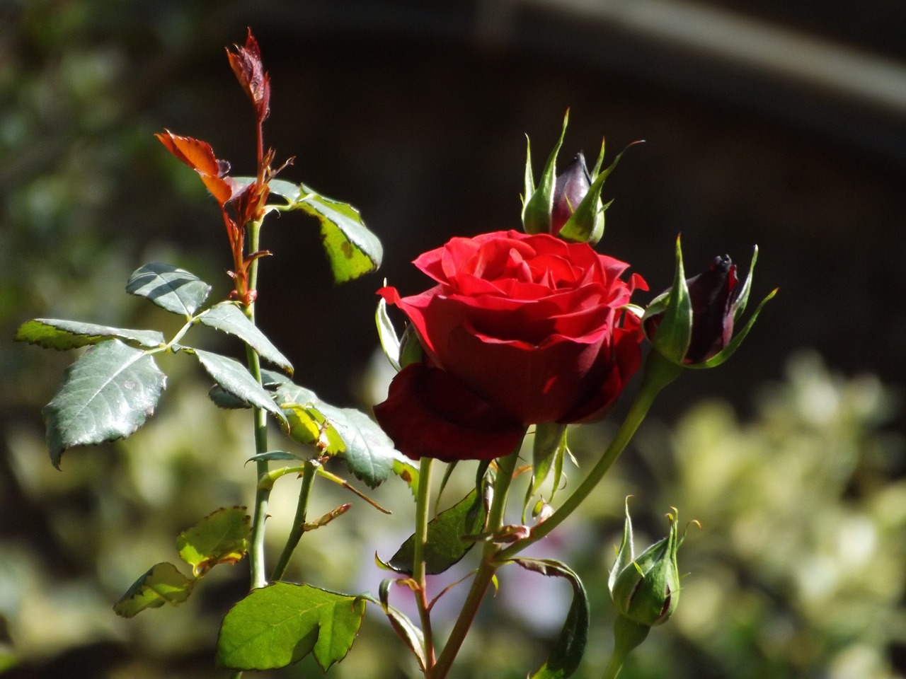 rose  close up  nature free photo