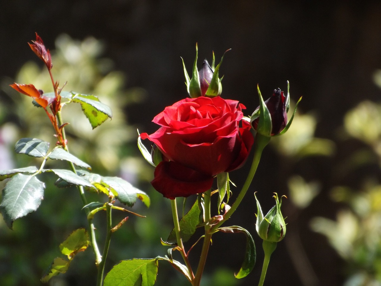 rose  close up  nature free photo