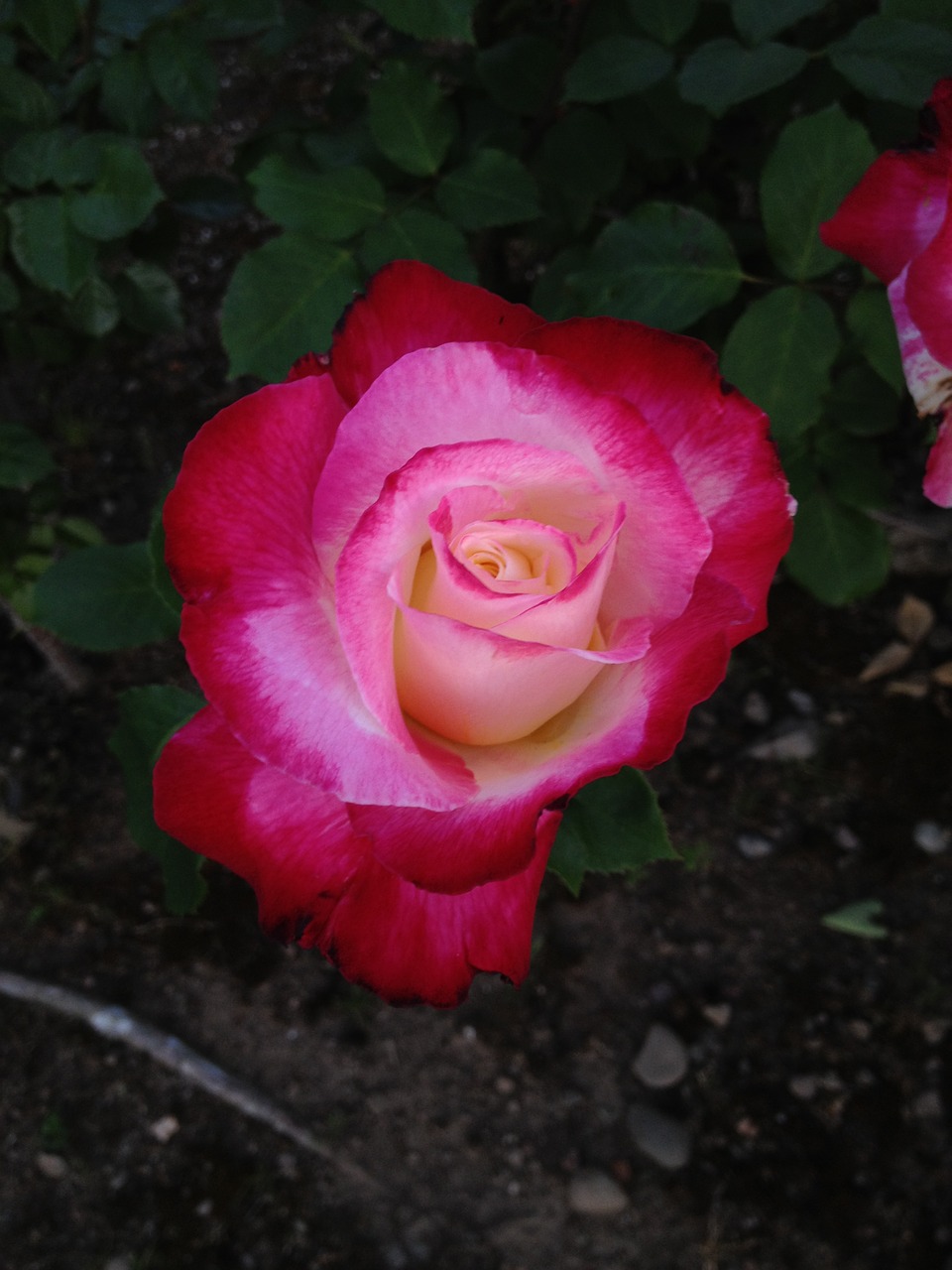 rose  flower  red free photo