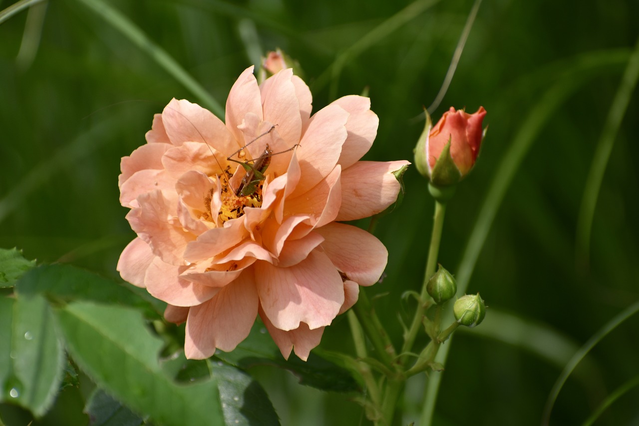 rose  peach  flower free photo