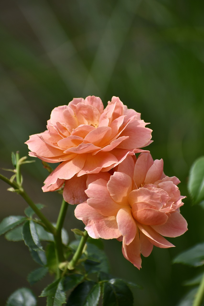 rose  peach  flower free photo