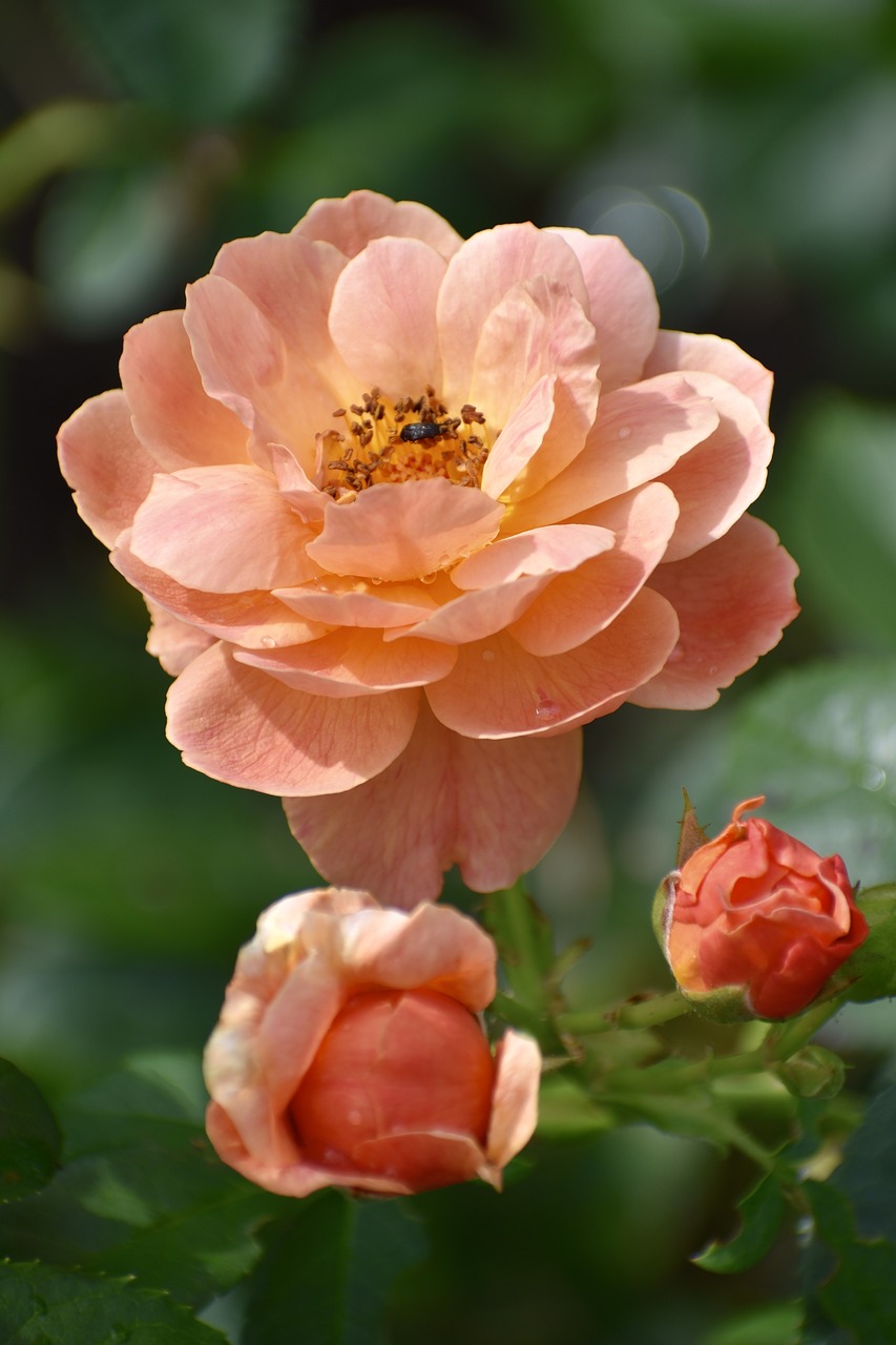 rose  peach  blossom free photo