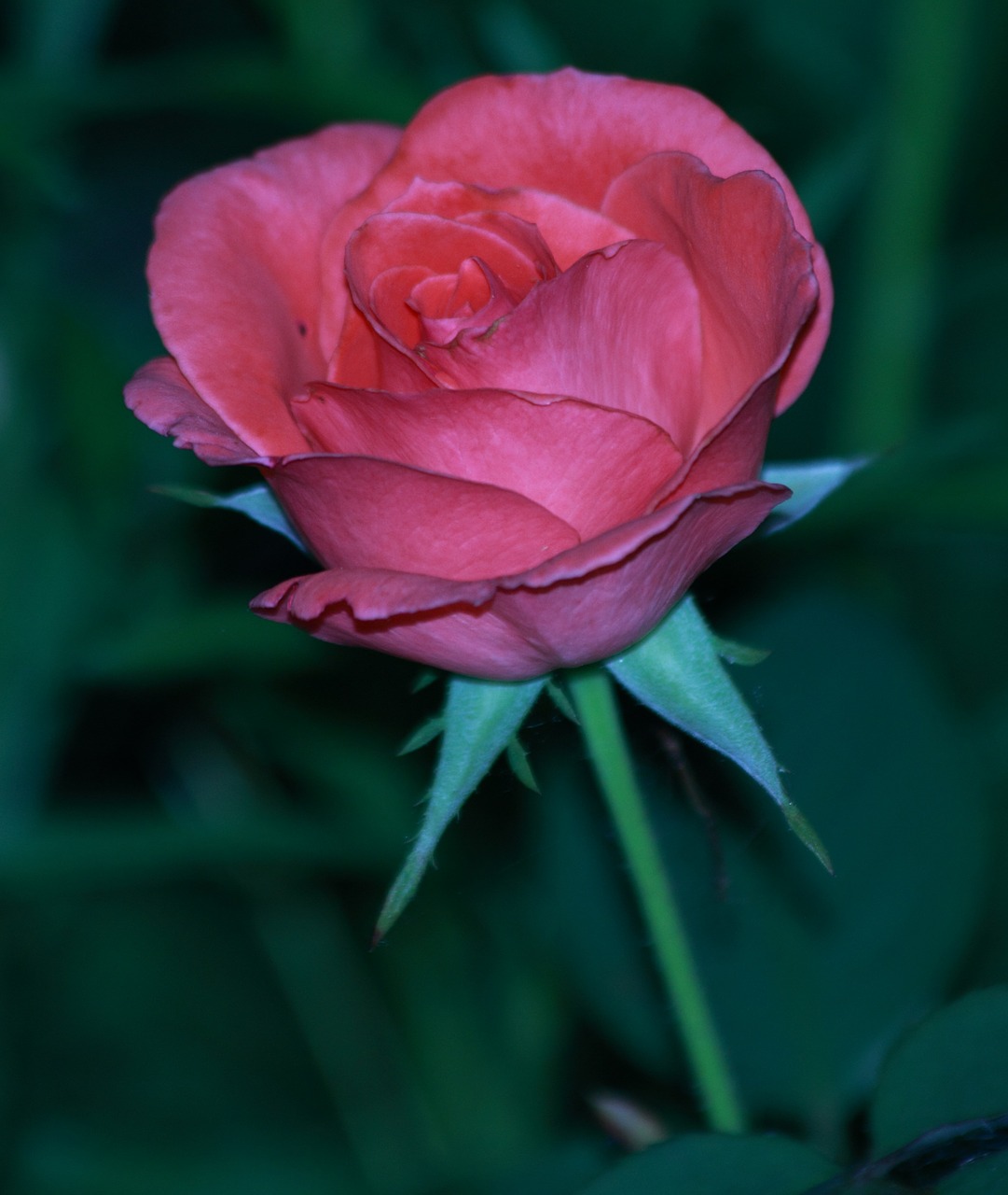 rose flower pink free photo