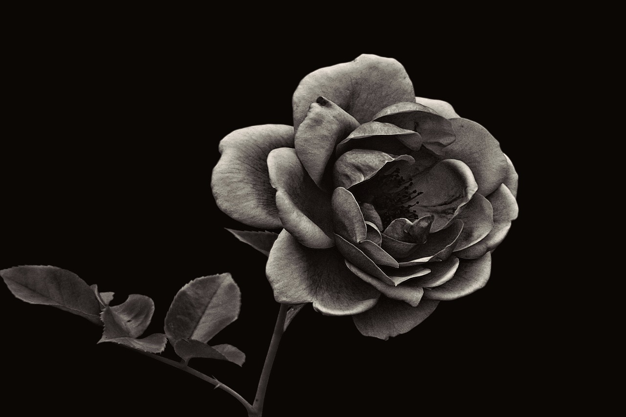 rose  black and white  flower free photo