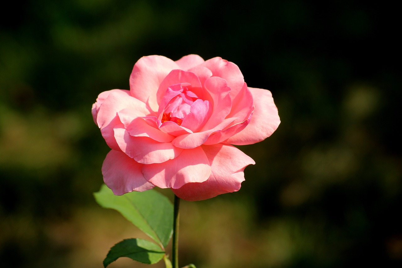 rose  flower  pink free photo