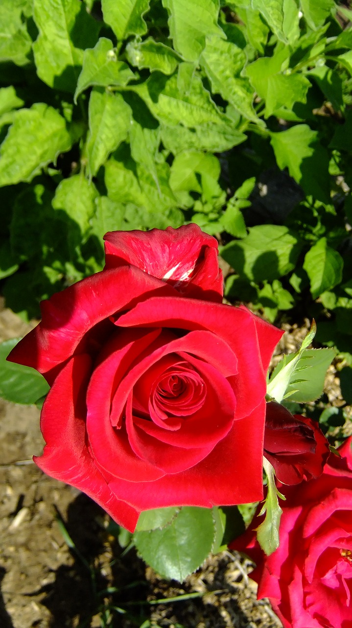 rose  red  flower free photo