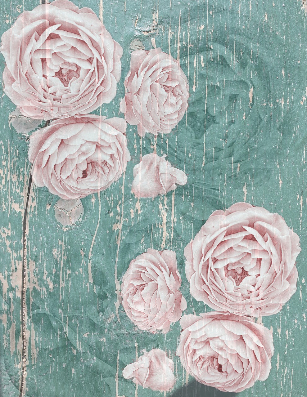 rose  shabby chic  vintage free photo