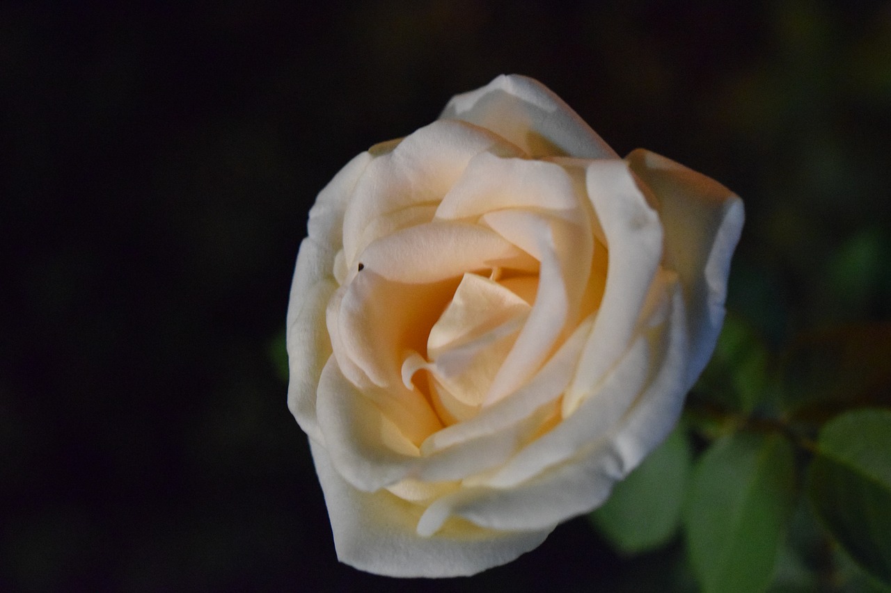 rose  macro  flower free photo