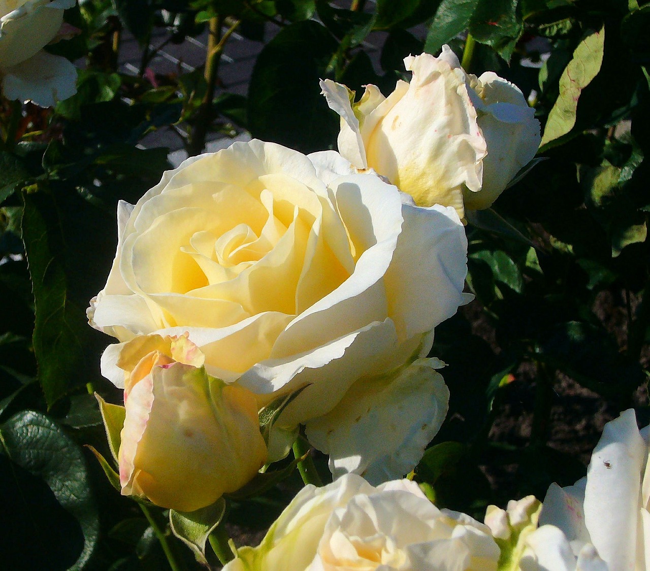 rose white flower free photo