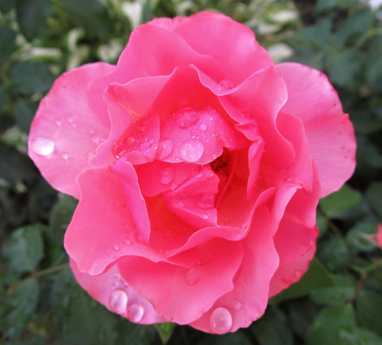 rose  raindrop  flower free photo