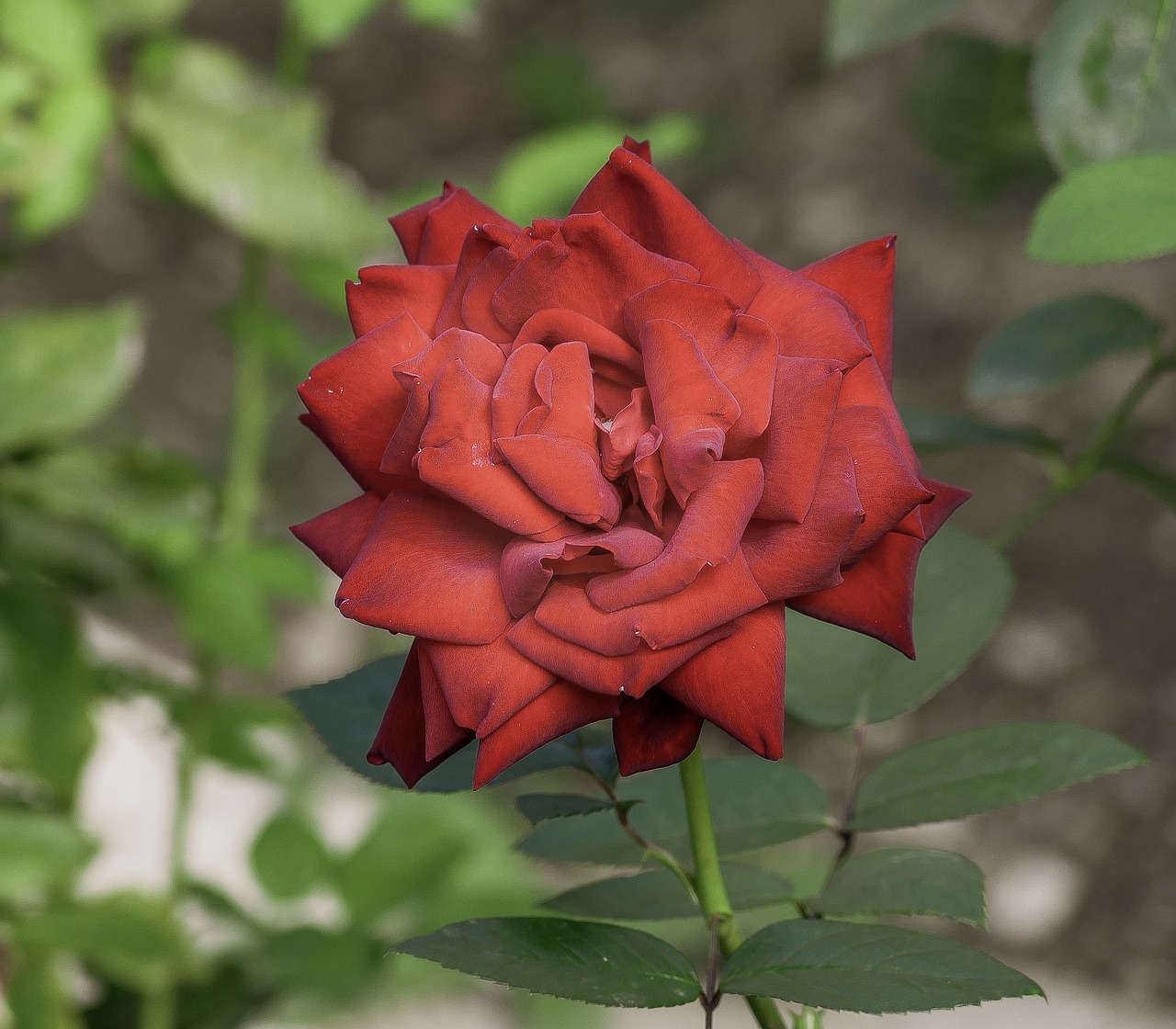 rose  flower  bloom free photo