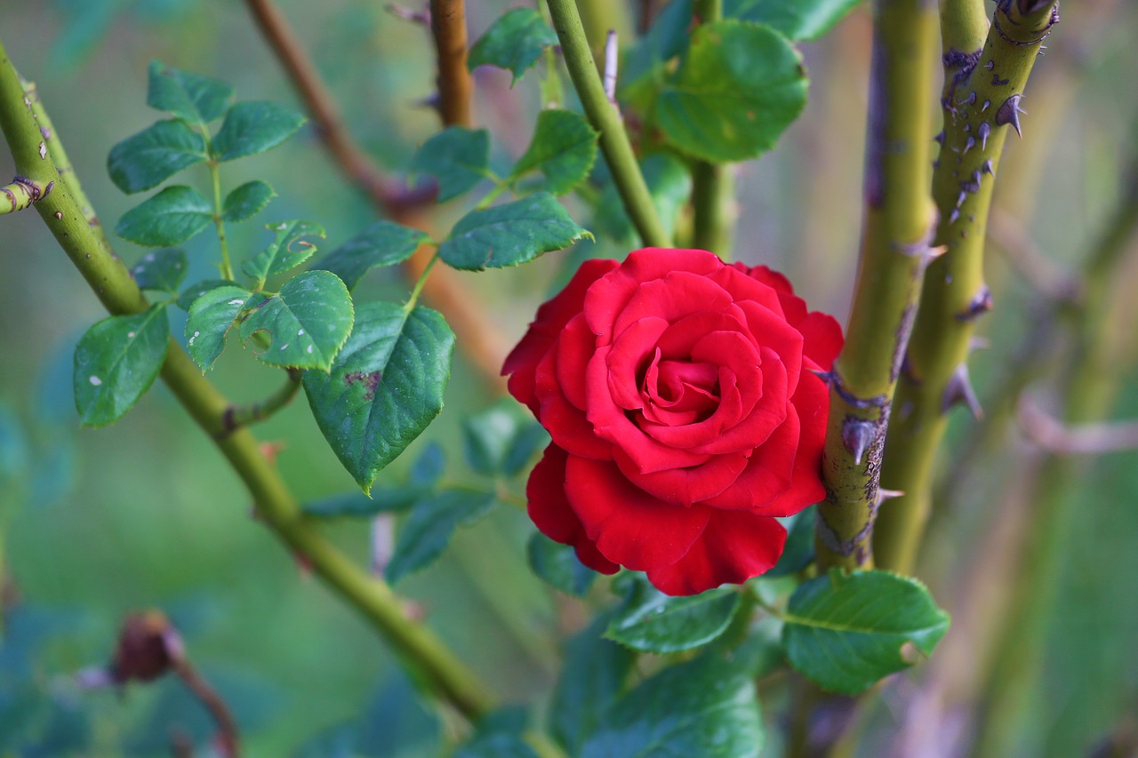 rose  plant  flower free photo