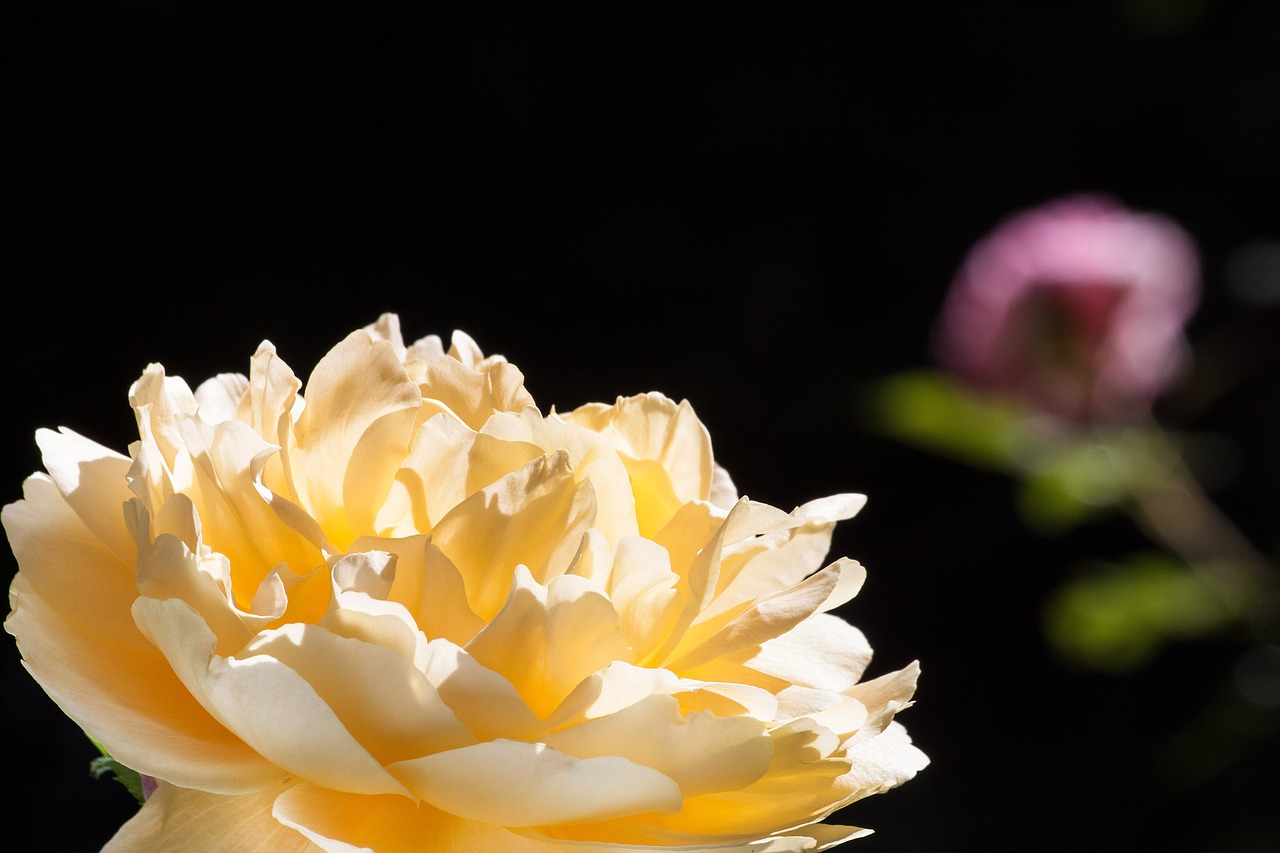 rose pink yellow free photo