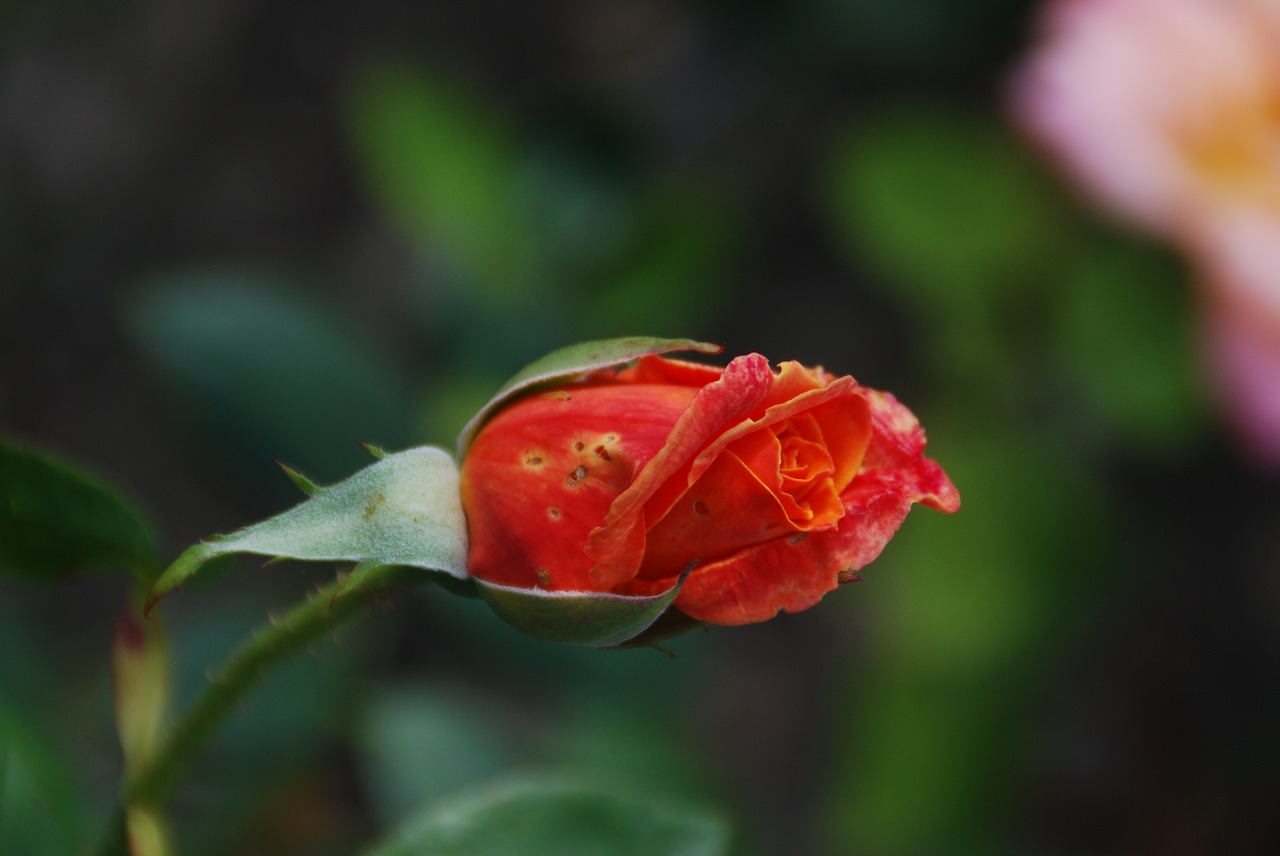 rose bud rose blooms free photo