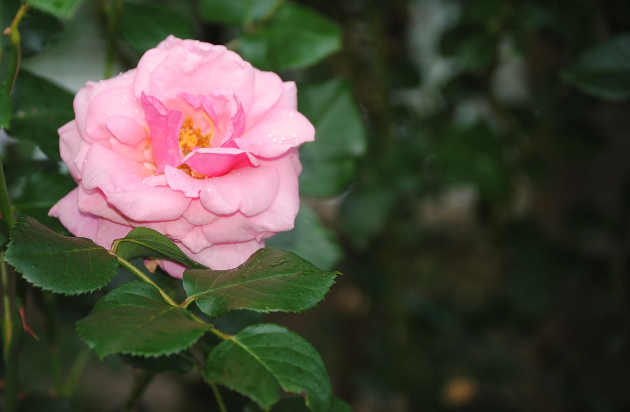 rose  pink  flower free photo