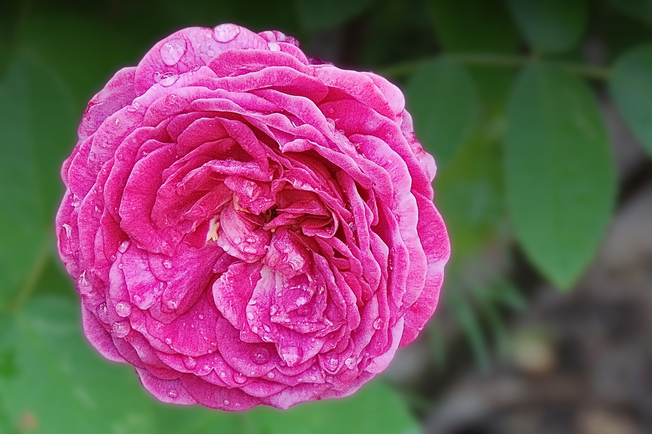 rose  drop of water  flower free photo