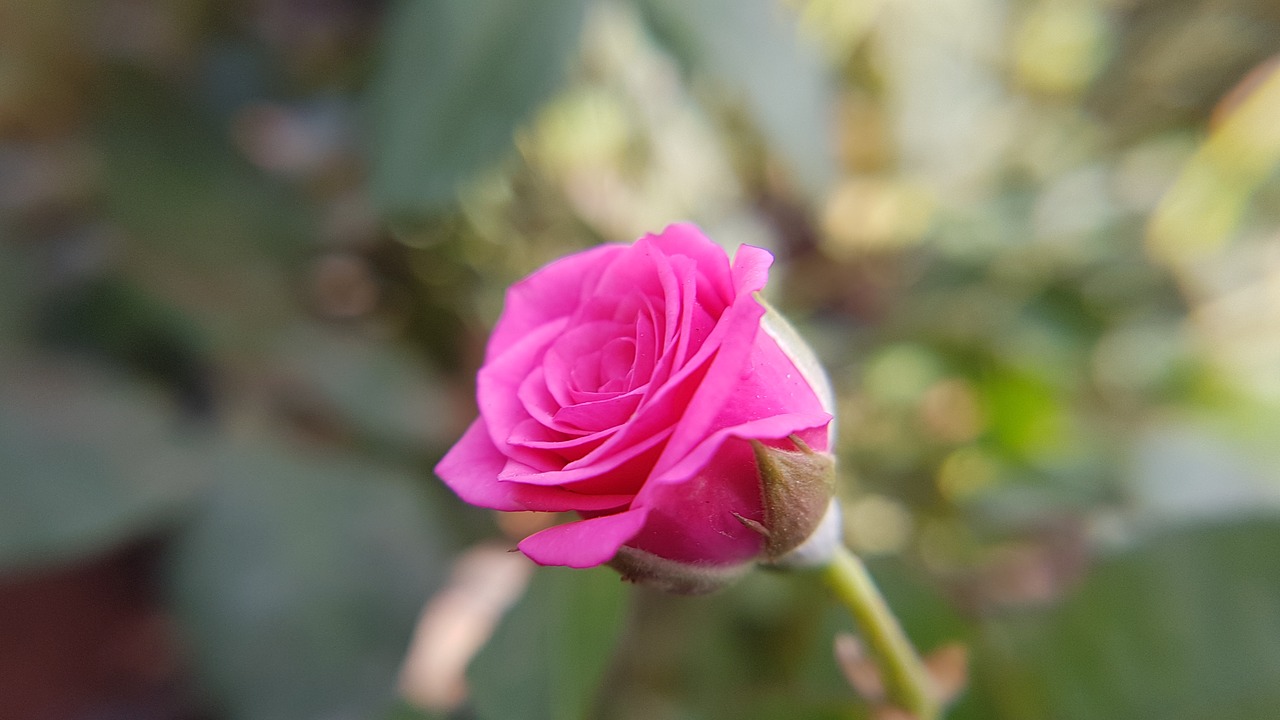 rose  pink  colorful free photo