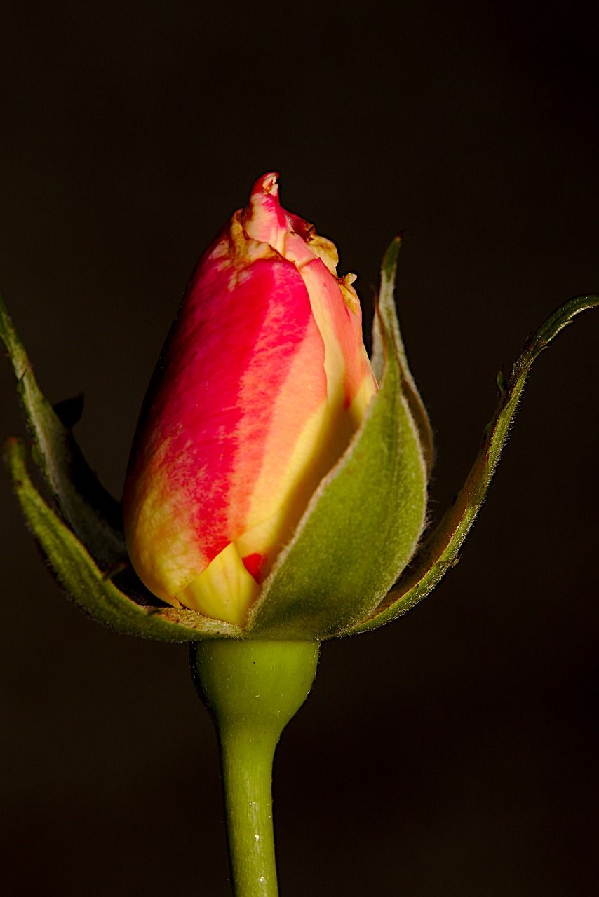 rose  macro  flower free photo