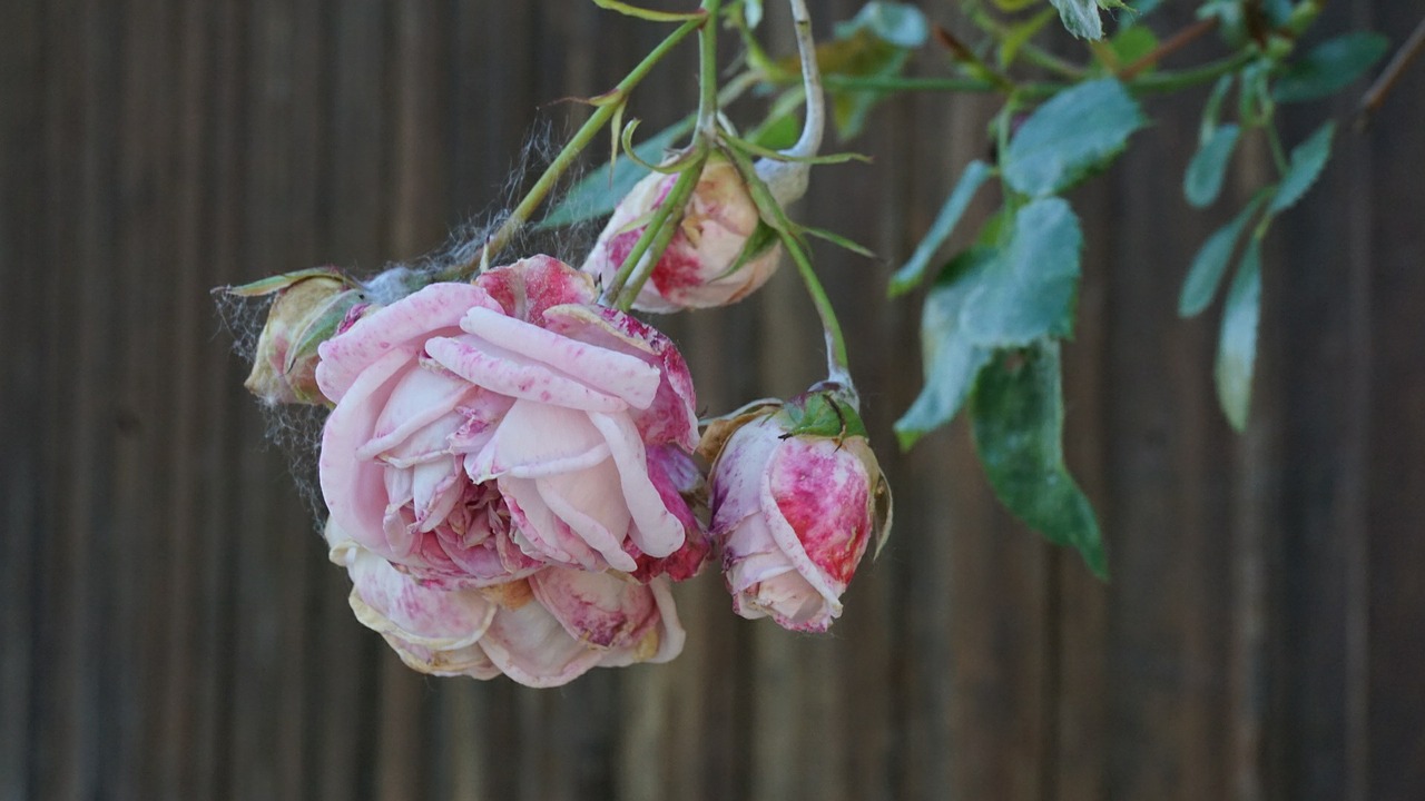 rose transience plant free photo