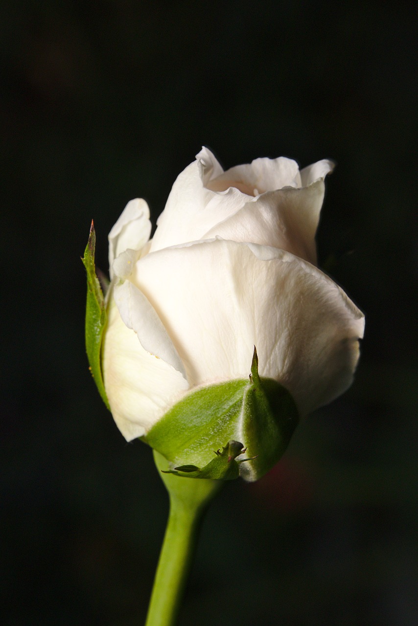 rose  flower  white free photo