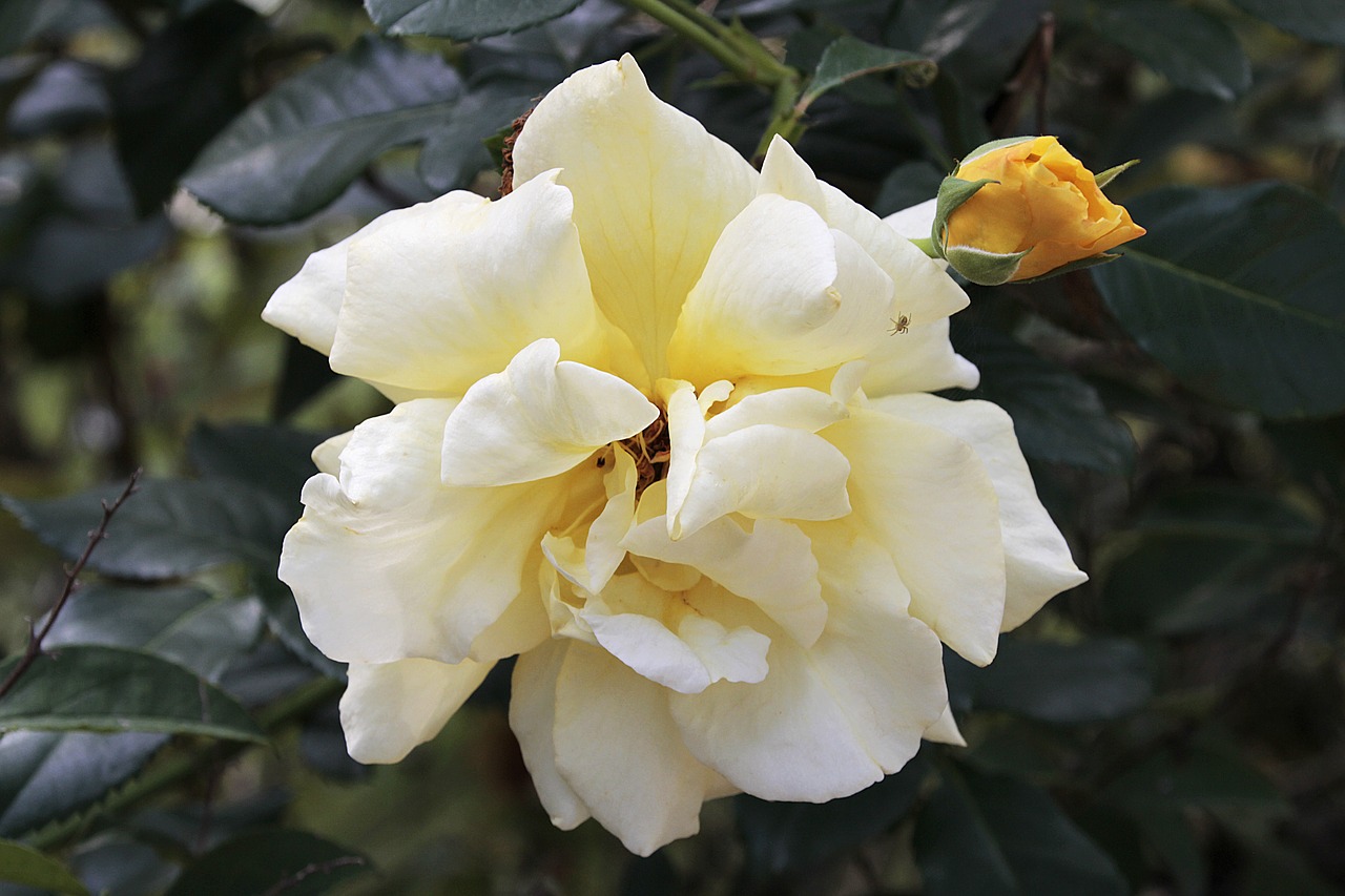 rose  yellow  blossom free photo