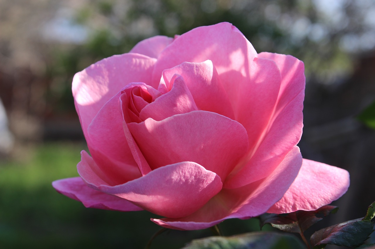 rose  flower  love free photo