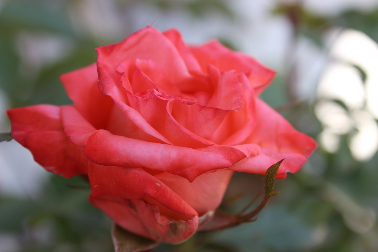 rose  flower  plant free photo