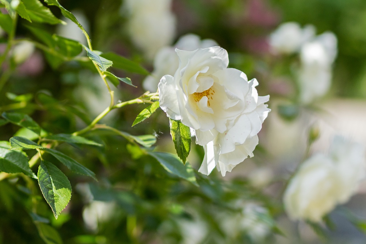 rose  flower  summer free photo