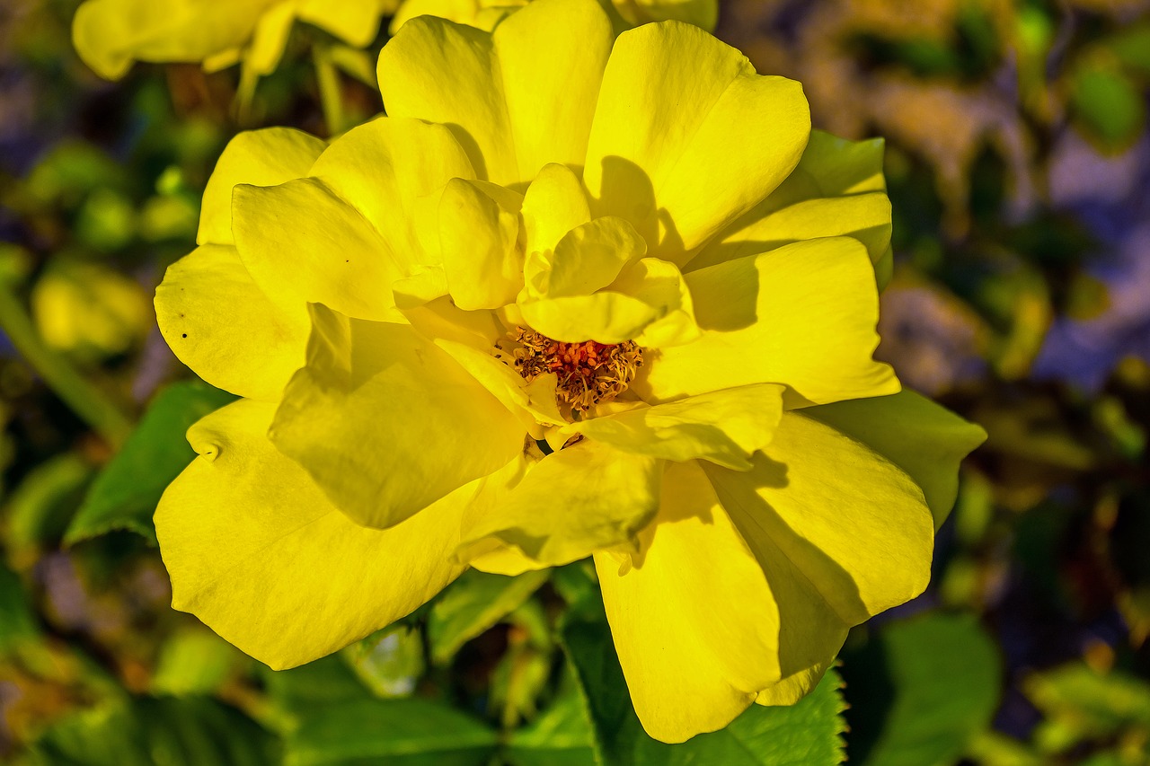 rose  evening light  summer free photo