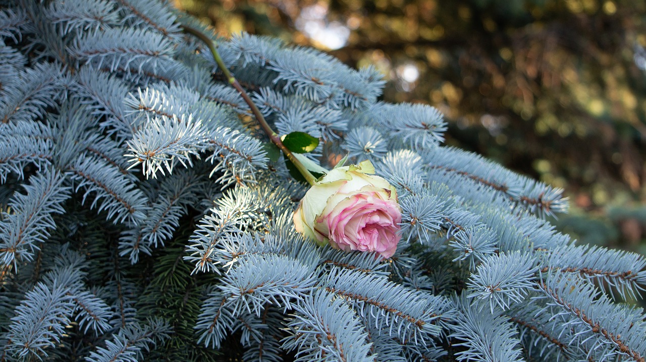 rose  spruce  nature free photo