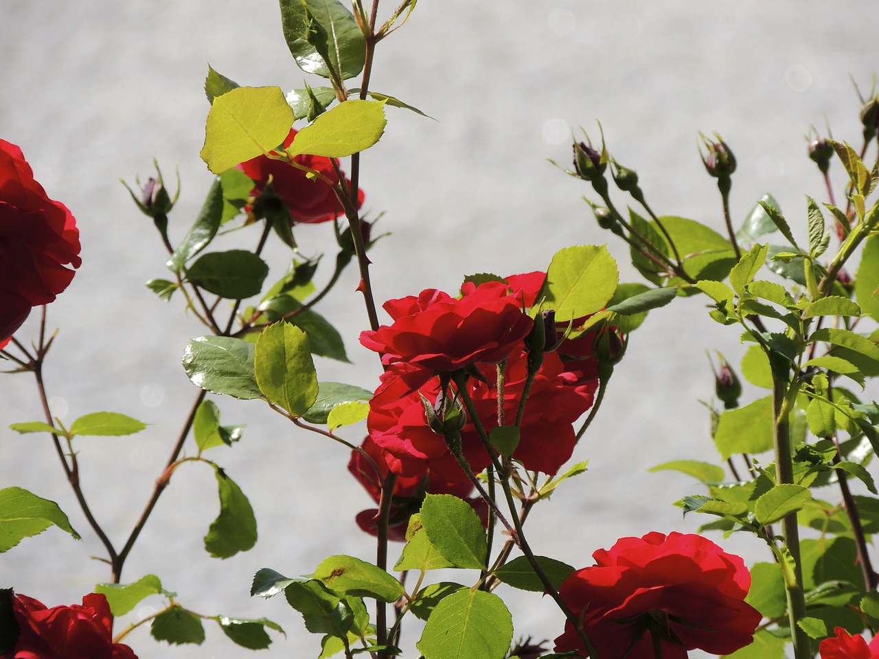 rose flowers flower free photo