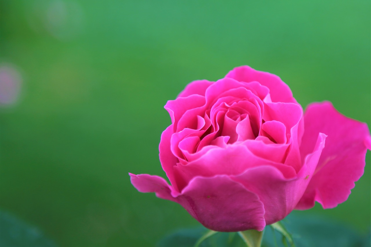 rose  gulpembe  flower free photo